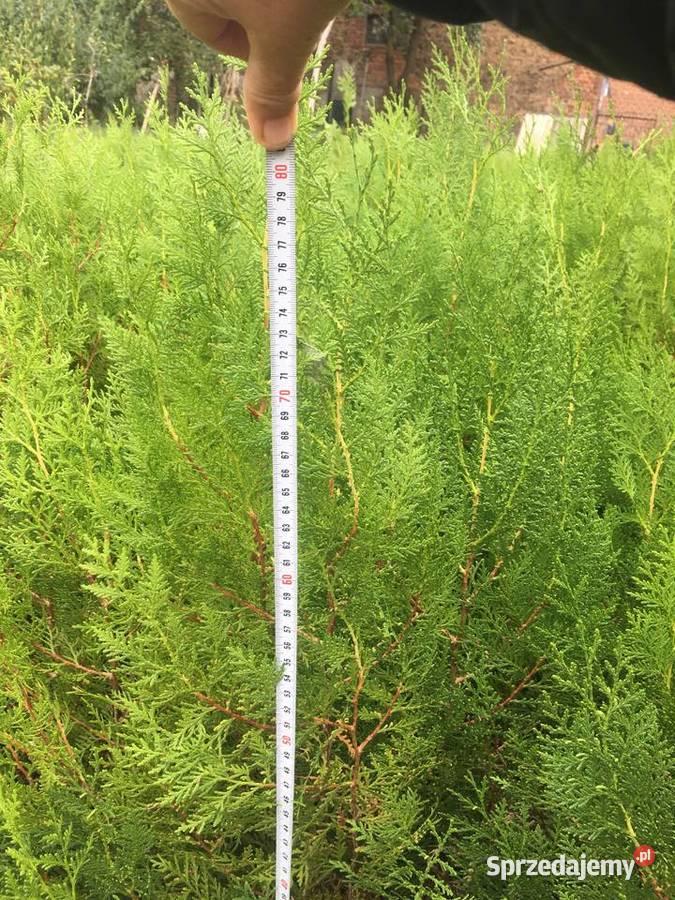 OkazjaSzmaragdy różnej wysokości 150180 200 wielkopolskie Sompolno sprzedam