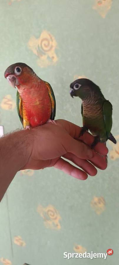 Papugi Rudosterki Ręcznie karmione Tychy sprzedam