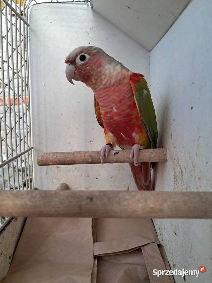 RudosterkaRudosterki Tryńcza