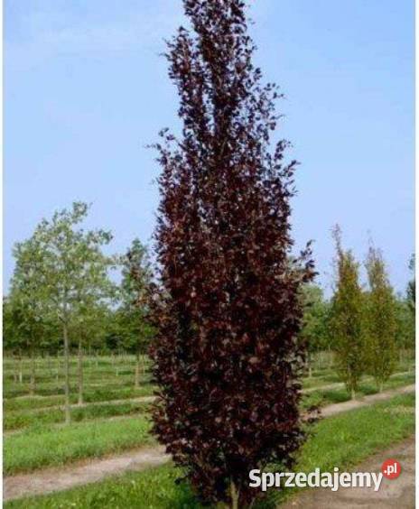 Buk Kolumnowy DAWYCK PURPLE 810 Ogród Rydzyny sprzedam