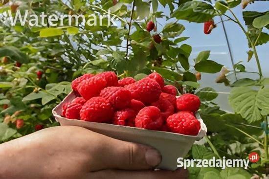 Maliny Enrosadira Delniwa Mapema Maravilla lubelskie