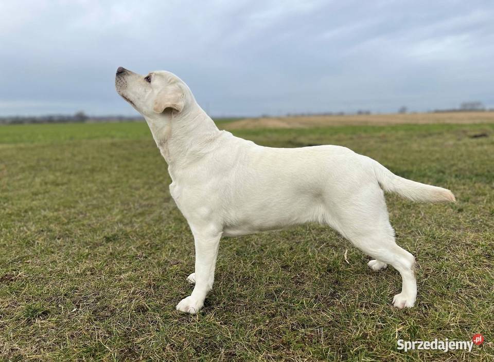Labrador Retriever Grand Champion Polski sprzedam