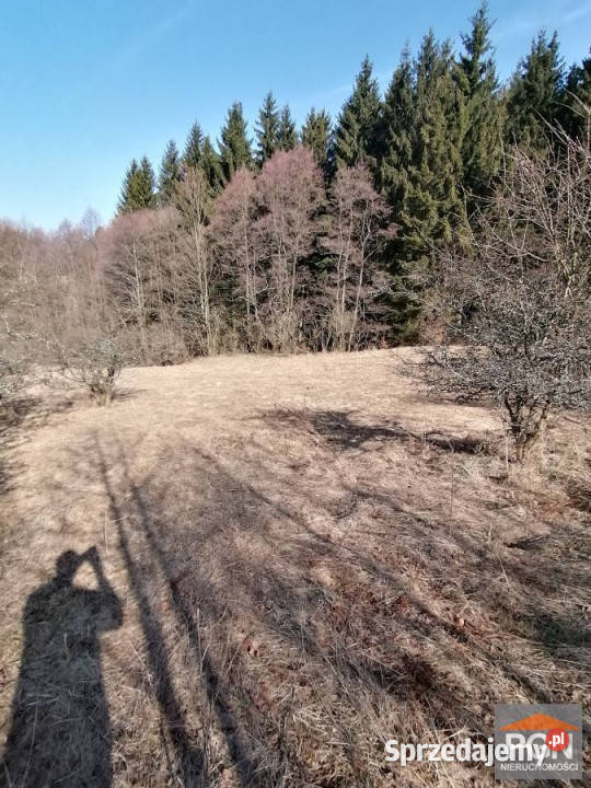 Grunt sprzedam Kocioł 1887m2 sprzedam