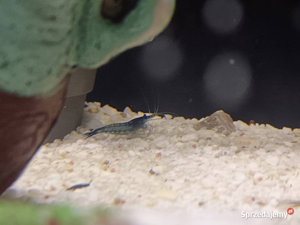 CZYTAJ OPIS Akwarium z pełnym wyposażeniem Agnopol