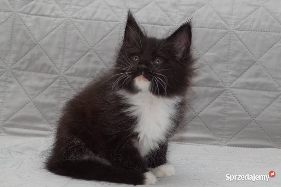 Maine Coon czarny z białym kocurek Lexus Słupno
