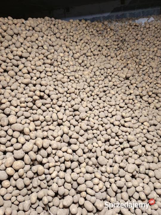 Ziemniaki Soraya kaliber 4580 Bukowska Wola