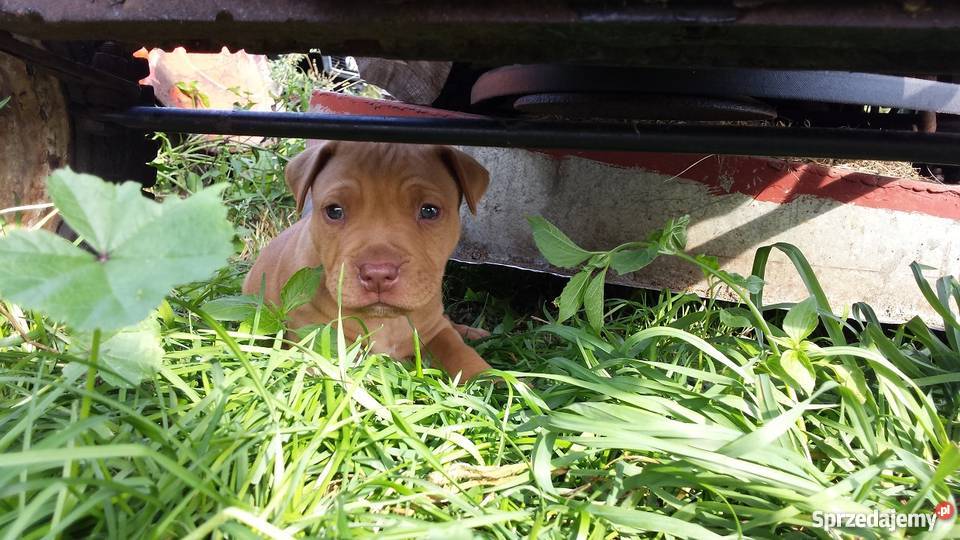 Suczka PitBull Red Nose sprzedam