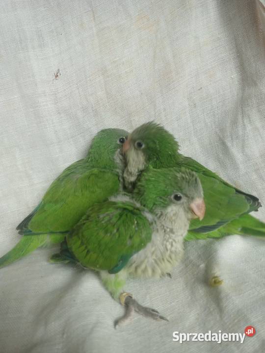 mnicha nizinna ręcznie karmiona Żernica