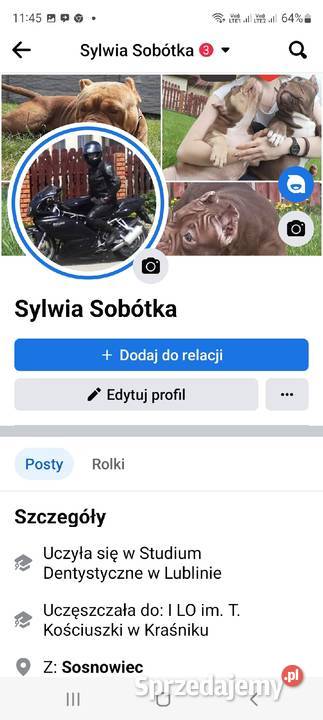 American bully Abkc piękne szczenięta Cowboy