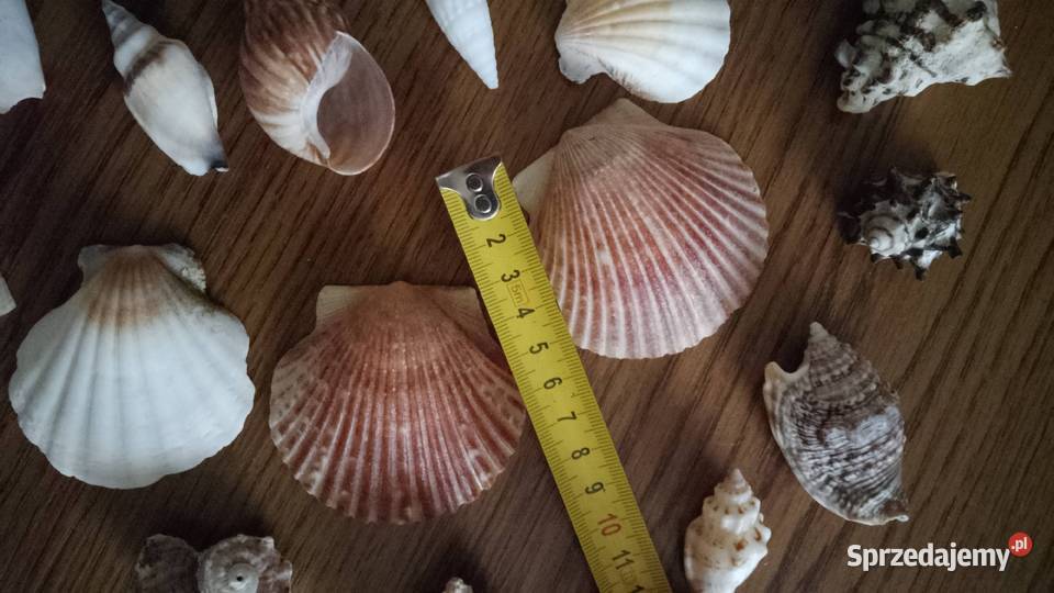 Muszle morskie śwJakuba Nakło nad Notecią