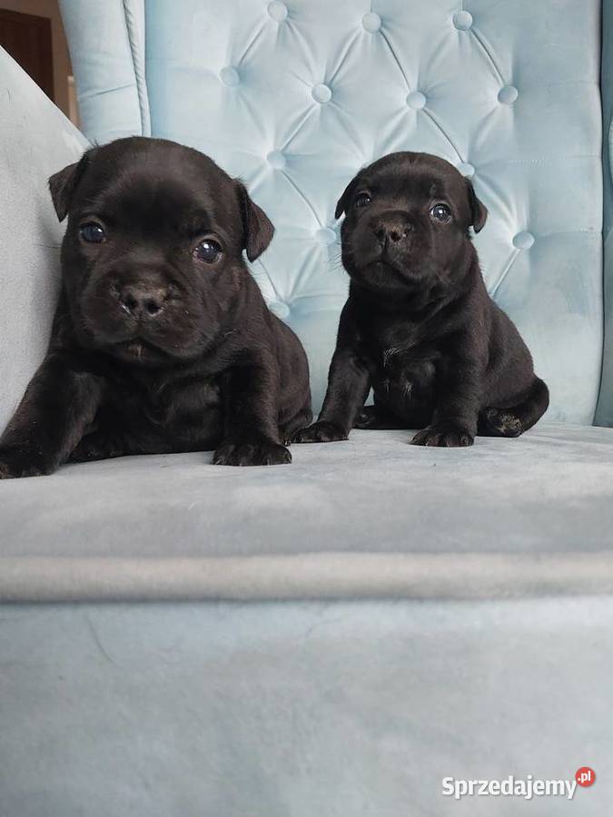 Staffiki Staffordshire buulterier Wieliczka