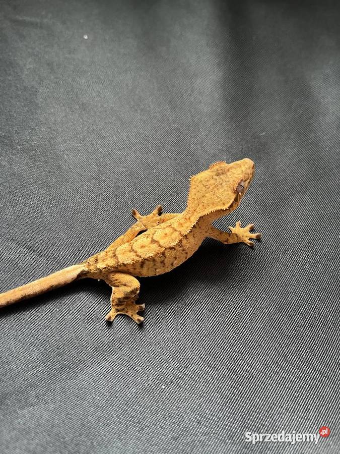 Gekon orzęsiony ciliatus crested gecko Rybnik sprzedam