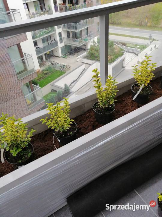 Donica nowoczesna 100x50x50h Wrocław