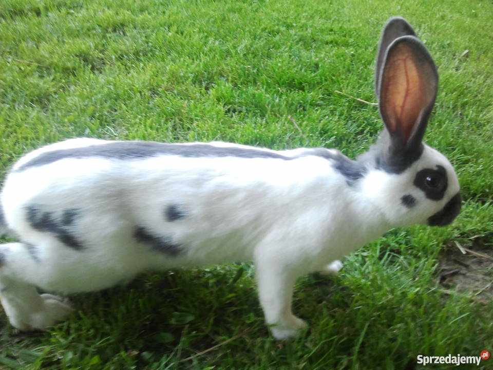 króliki OSC OSN BOS Limanowa sprzedam