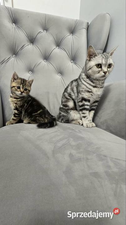 Kotki szkockie Pozostałe