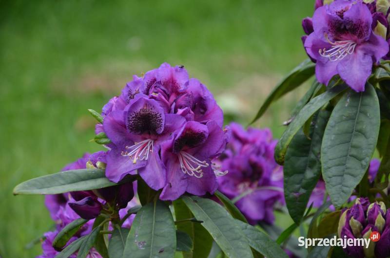 Różanecznik BaritonRhododendron Bariton C5 Grójec