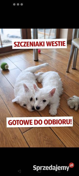 West Highland White terrier chłopiec Pajęczno