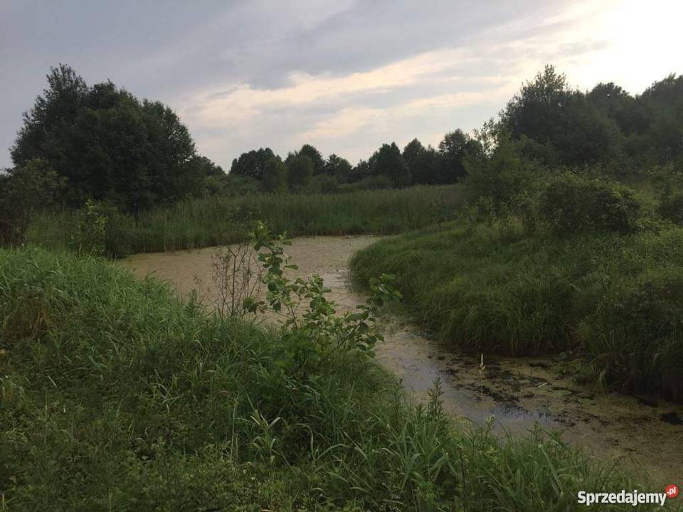 Działka rolnosiedliskowa 50300 m2 Pilicą Grunty i działki Nieruchomości