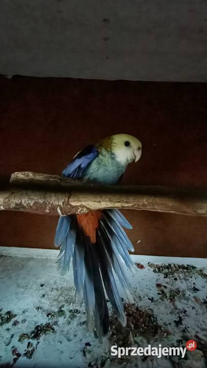 Rozella Bladoglowa śląskie Rybnik