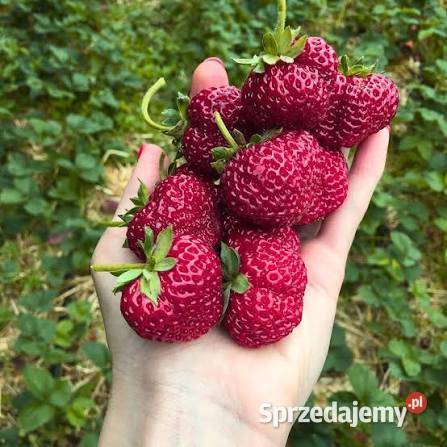 Napój o smaku truskawkowym FRAGOLINO Gdańsk