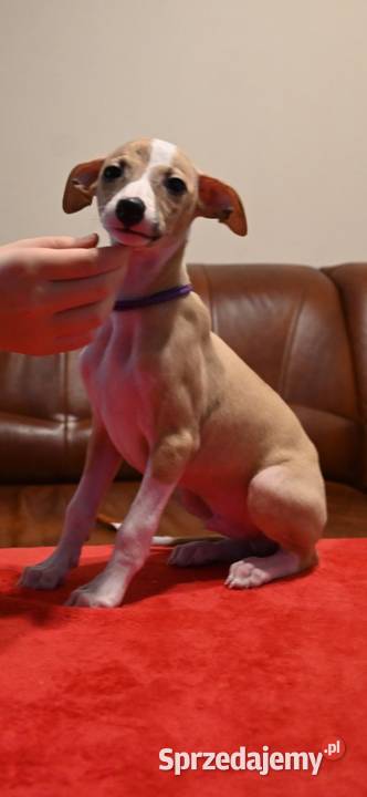 Whippet Chart Angielski Aleksandria