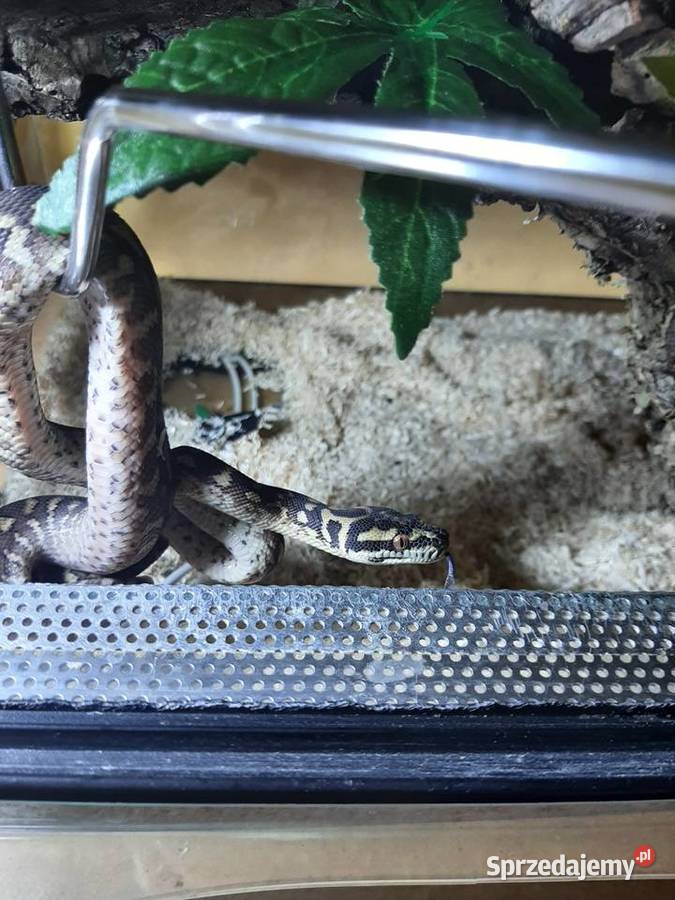 Wąż nadrzewny Wąż niezbozowy mazowieckie Płock