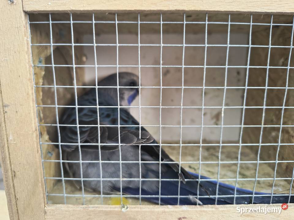 Rozelle królewksie Jaworowa