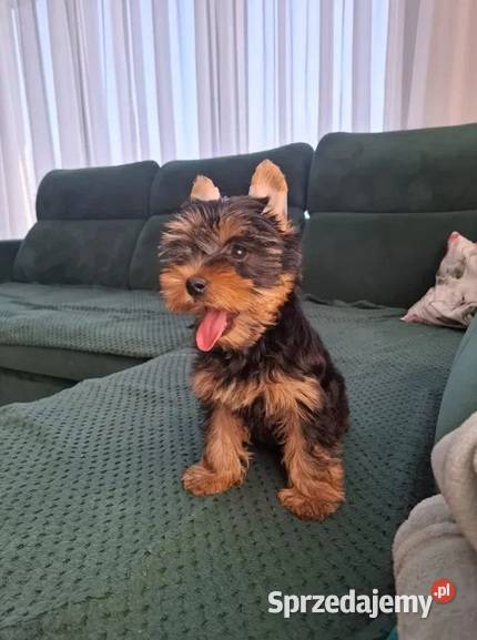 York Terirer Yorki York York Żychlin
