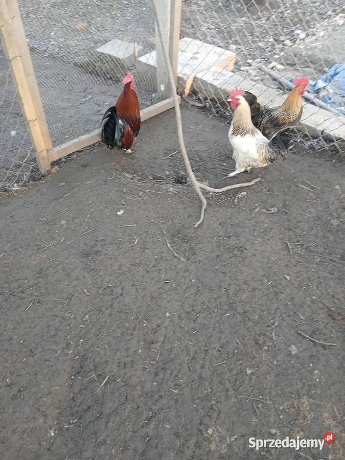 Kogutki małe i srednie Czarnocin