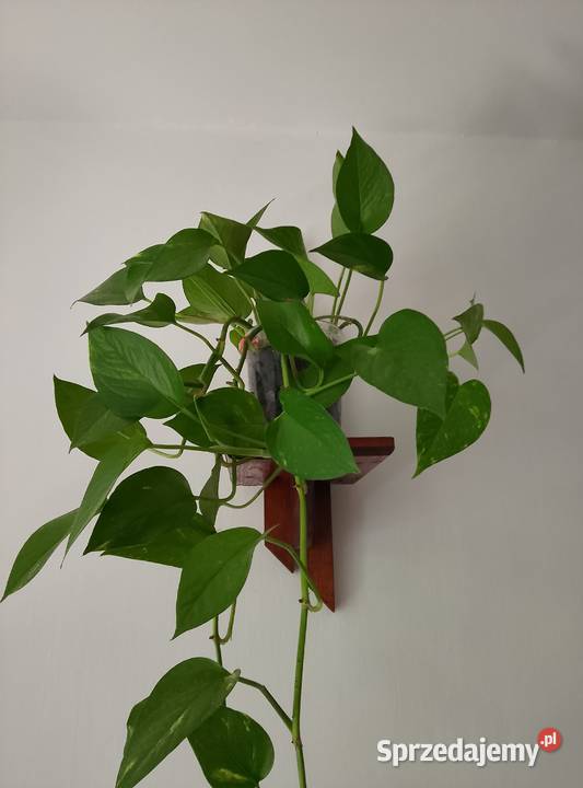 Filodendron pnący kwiaty żywe zdrowe dekoracyjne Rośliny domowe Łódź