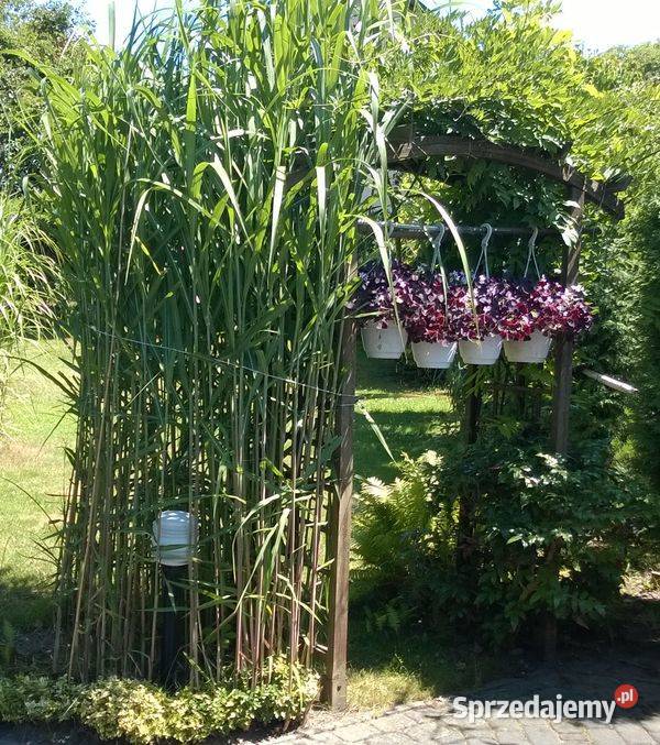 Miskant olbrzymi duża sadzonka XXL karpy