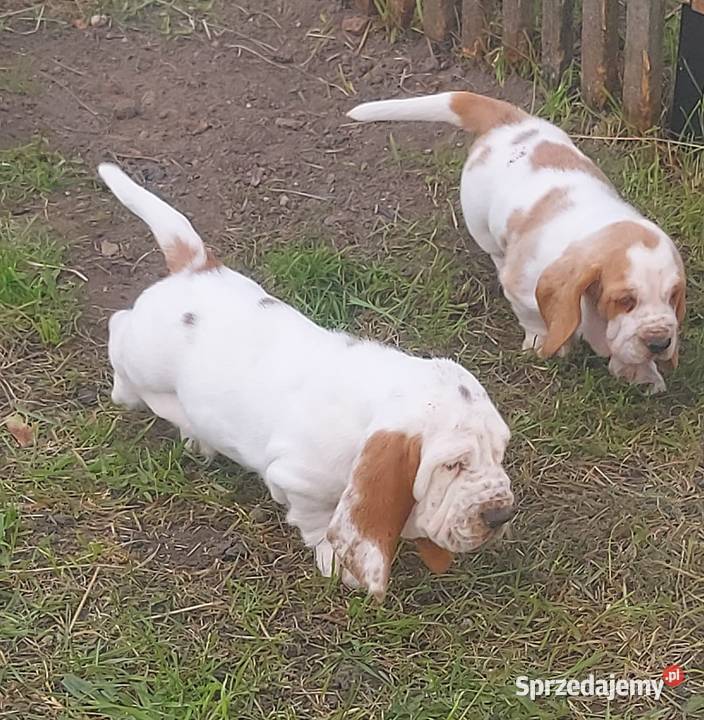 Basset hound szczenięta z renomowanej hodowli Batorowo