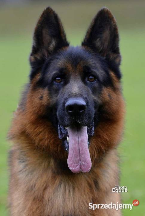 Szczeniaki owczarka niemieckiego krótkowłosy Witaszyce