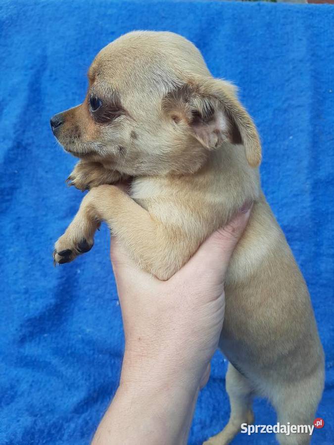 Suczka chihuahua z rodowodem w ręce Leoncin sprzedam