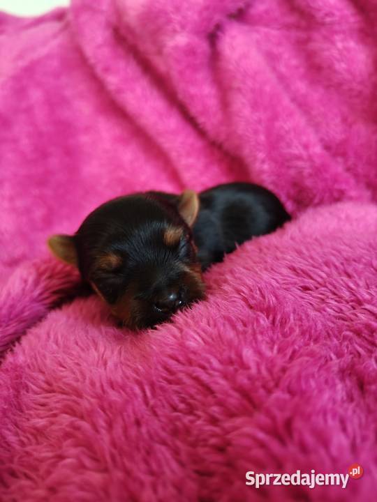 Piesek yorkshire terrier do rezerwacji Łążynek