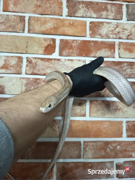 Wąż zbożowy samiec Elbląg