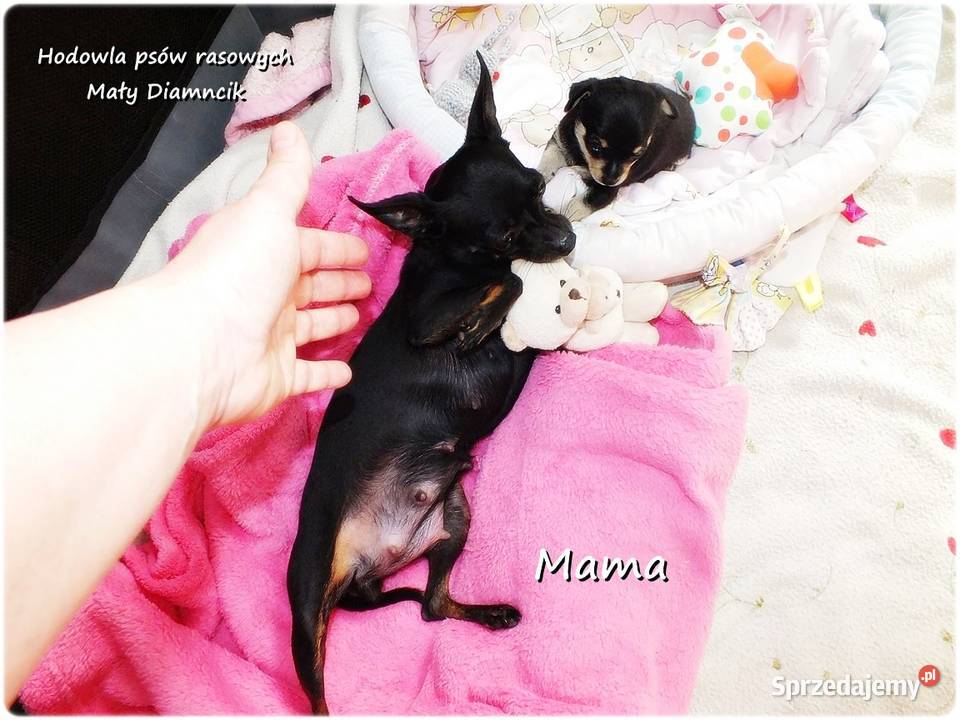 Pinczer miniaturowy Ratlerek tzwsarenka MINI