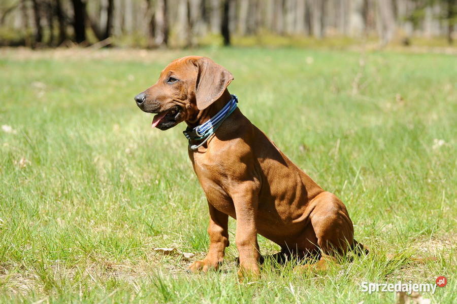 Szczenięta rhodesian ridgeback rodowodowe ZKwP podkarpackie Rzeszów