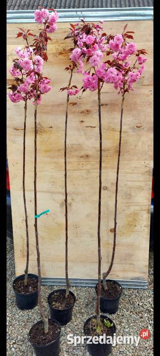 WIŚNIE JAPOŃSKIE KANZAN ROYAL BURGUNDY KIKU Dębica