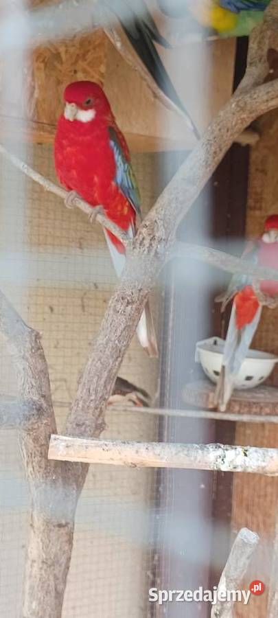 Rozella Białolica Krupia Wólka