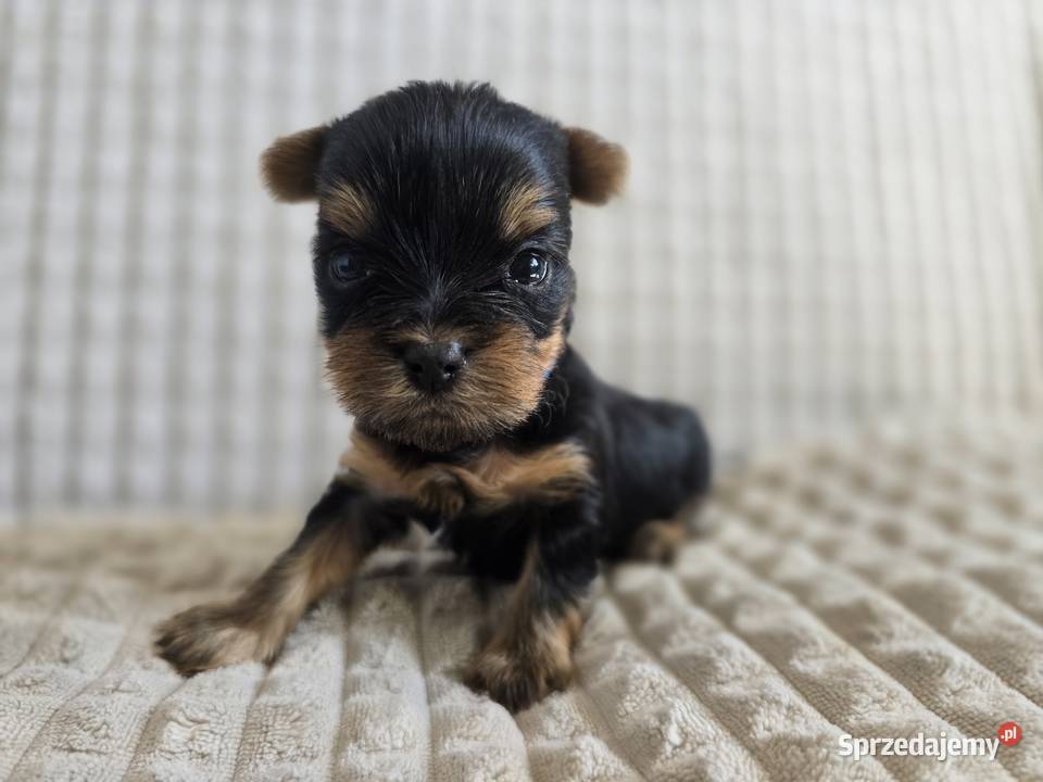 Yorki mini CHAMPIONIE Warszawa