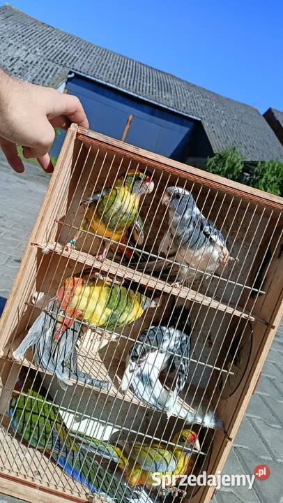 Rozelle królewskie sprzedam