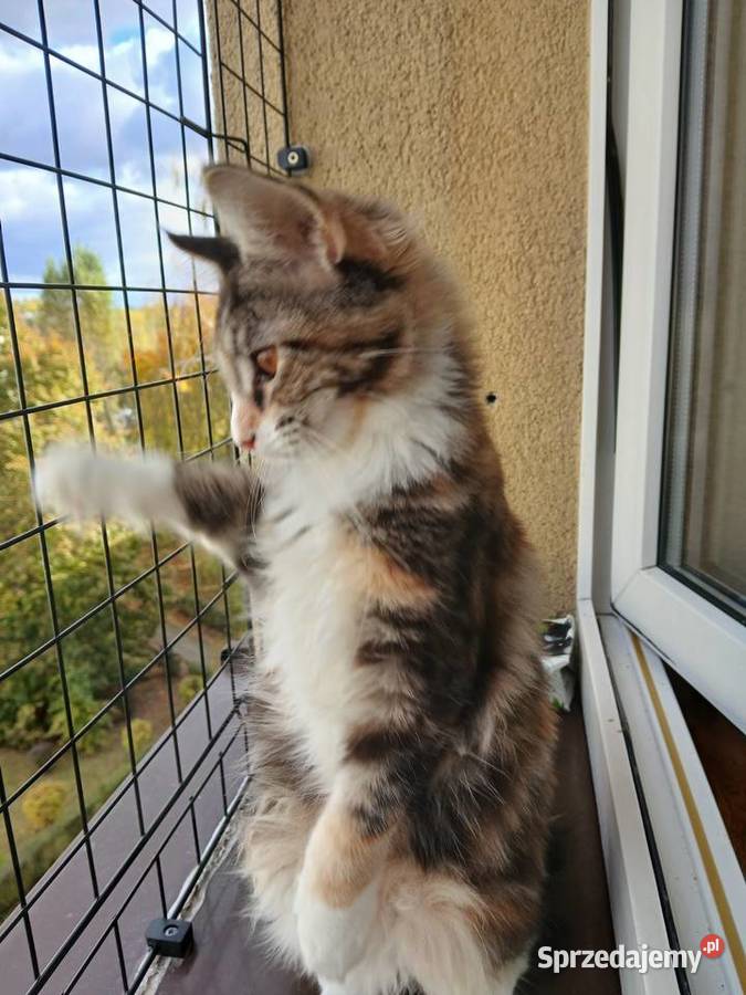 Maine coon piekna kotka śląskie Ruda Śląska