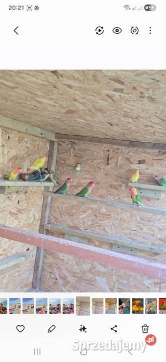 Papugi nierozłączki Kiekrz