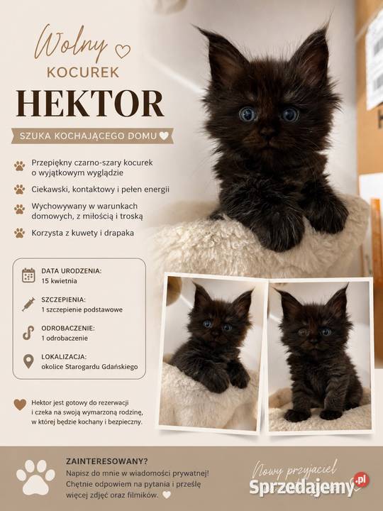 Maine coon kocięta Koty
