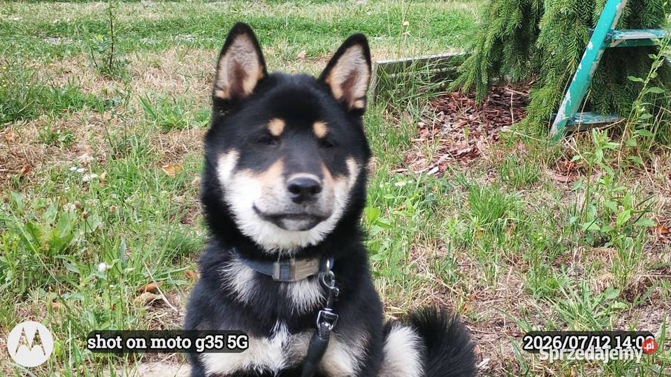 SHIBA INU czteromiesięczny świetny szczeniaczek Bychawka Trzecia sprzedam
