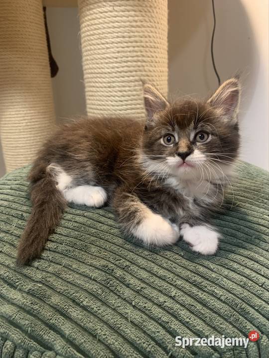Maine Coon Kocur Czarno Biały Wybitne Warszawa