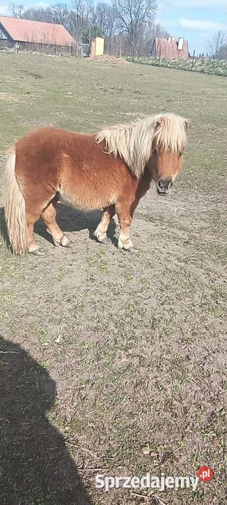 Kuc szetlandzki 1roczny OGIEREK