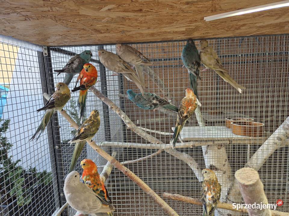 Świergotka Seledynowa Świergotki Seledynowe Ptaki Buków