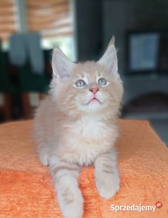 Maine Coon kocurek ds25 rodowód FPL Olkusz sprzedam